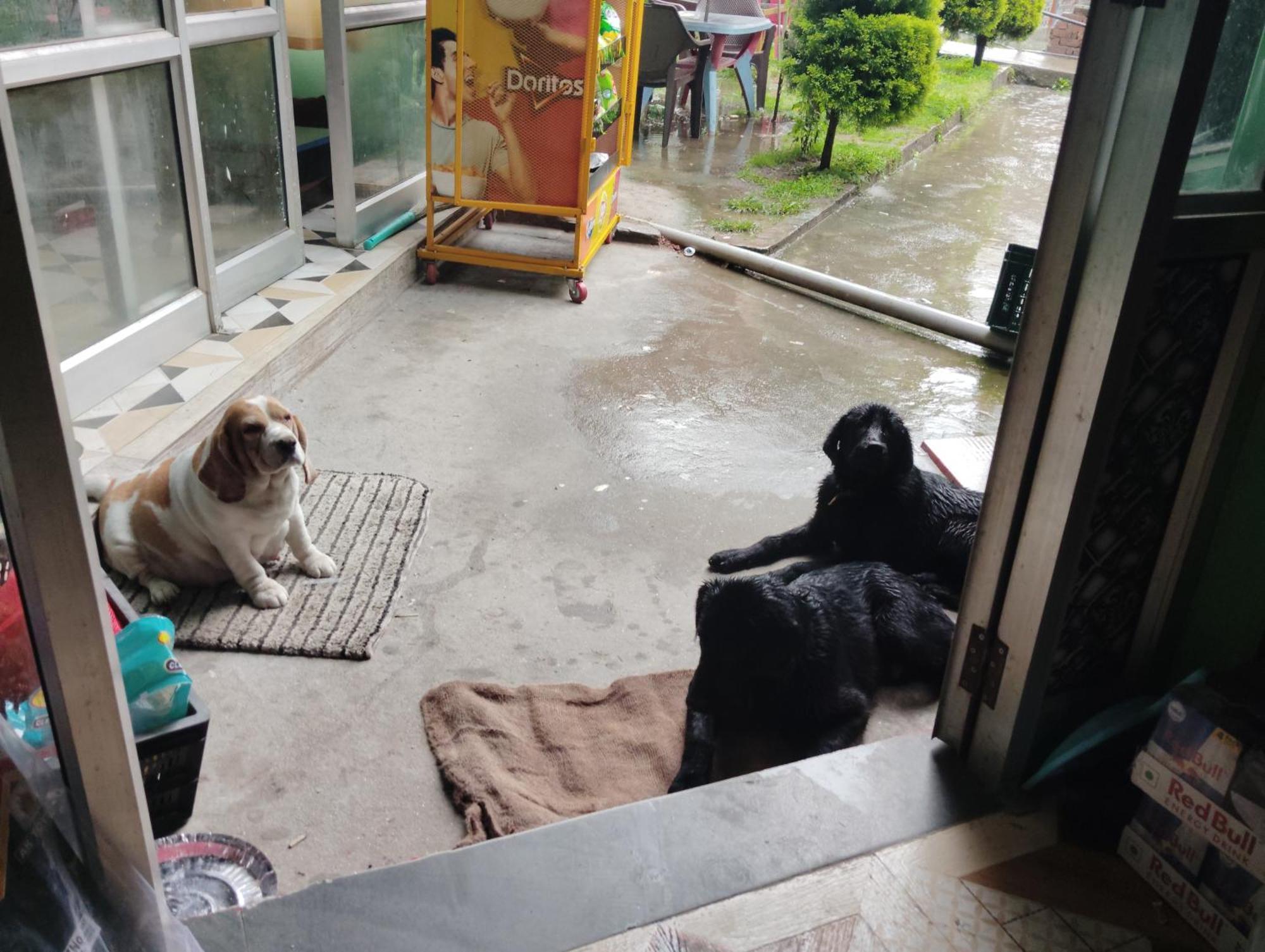 Hotel Dog N Hill Kasol Exterior foto